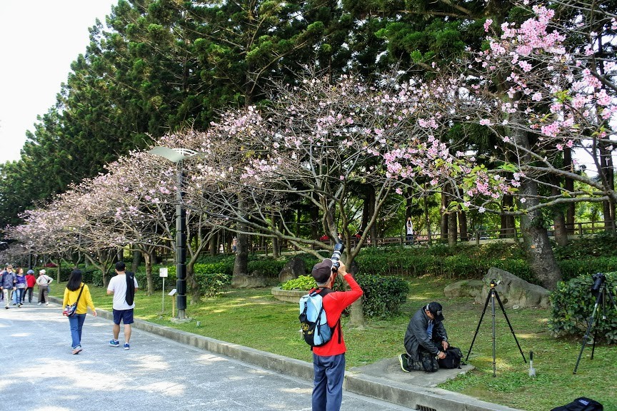 【旅遊】台北市賞花小旅行 - 中正紀念堂八重櫻、大漁櫻 粉紅