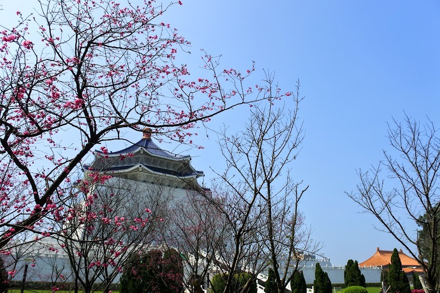 【旅遊】台北市賞花小旅行 - 中正紀念堂八重櫻、大漁櫻 粉紅