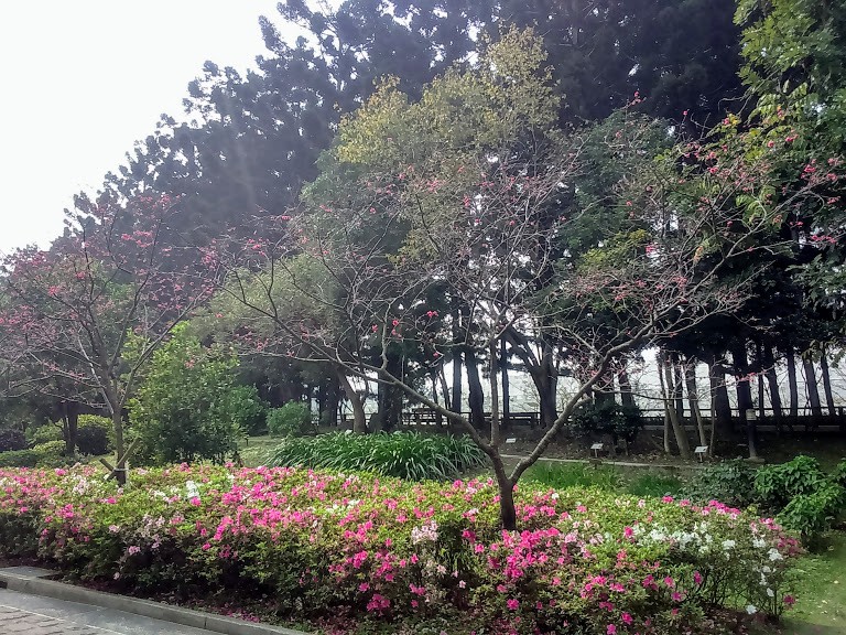 【旅遊】台北市賞花小旅行 - 中正紀念堂八重櫻、大漁櫻 粉紅