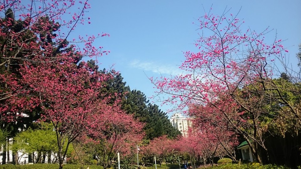 【旅遊】台北市賞花小旅行 - 中正紀念堂八重櫻、大漁櫻 粉紅