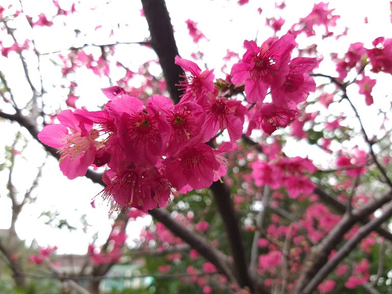 【旅遊】台北市賞花小旅行 - 中正紀念堂八重櫻、大漁櫻 粉紅