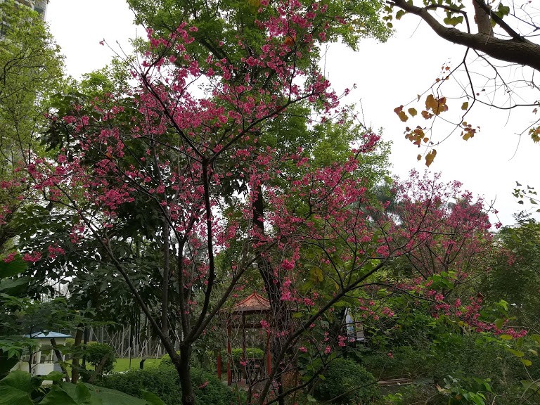 【旅遊】台北市賞花小旅行 - 「松山文創」賞櫻花及茶花，看藝