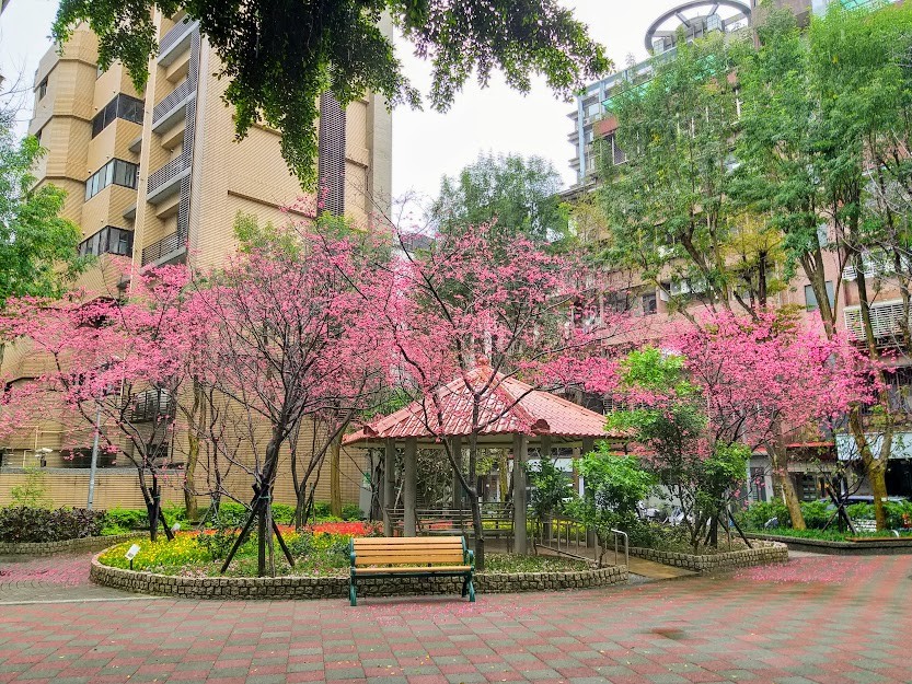 【旅遊】台北市東區微風後巷「八重櫻」滿開，「博多幸龍拉麵」品