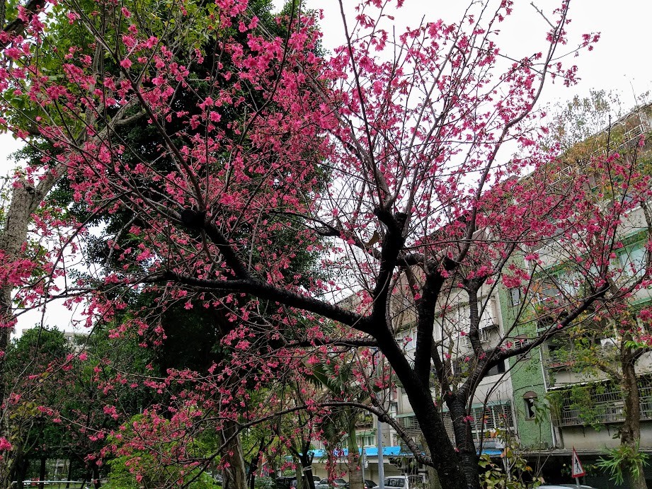 【旅遊】台北市賞花小旅行 - 信義區「豪宅公園」賞櫻花，遙望