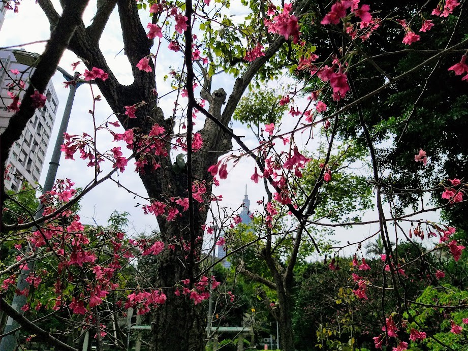 【旅遊】台北市賞花小旅行 - 信義區「豪宅公園」賞櫻花，遙望