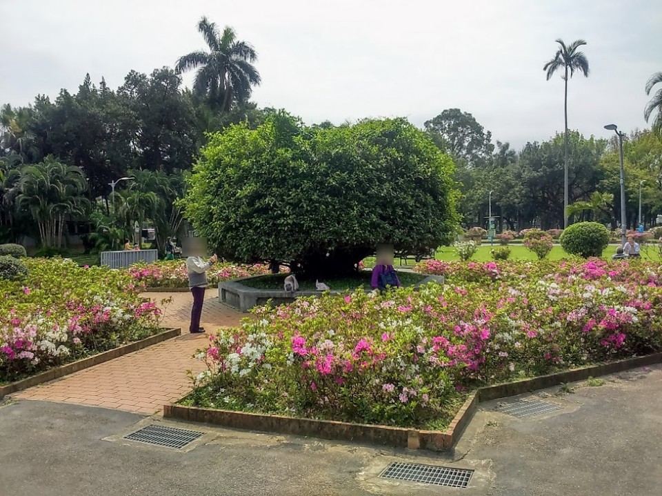 【旅遊】2019台北杜鵑花季，來「二二八和平公園」賞花尋百年