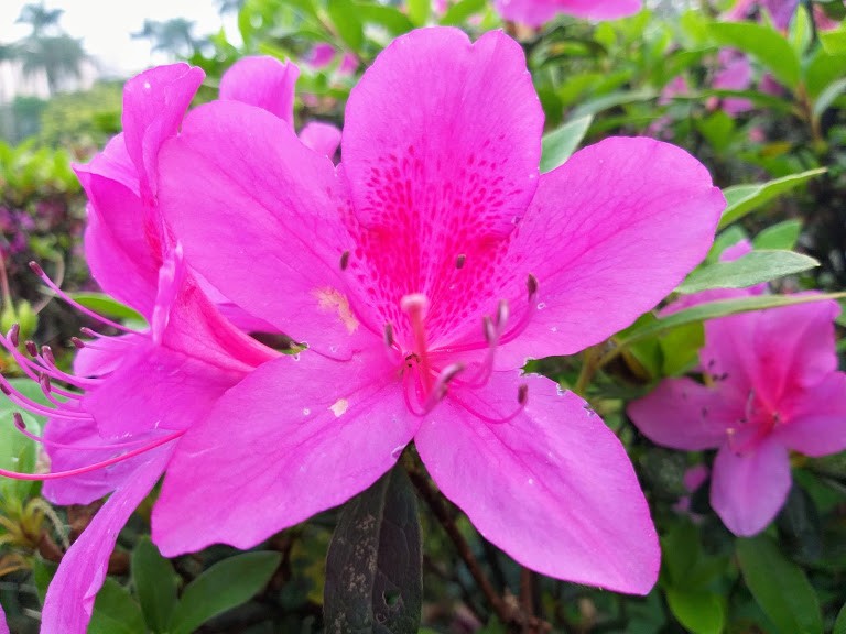 【旅遊】2019台北杜鵑花季，來「二二八和平公園」賞花尋百年