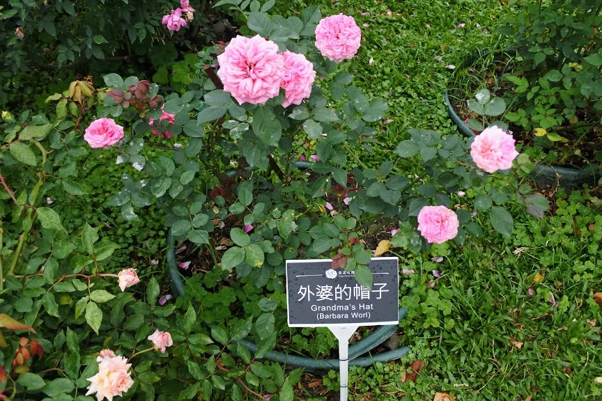 【旅遊】2019台北玫瑰園-春季玫瑰展，「愛麗絲夢遊仙境」經