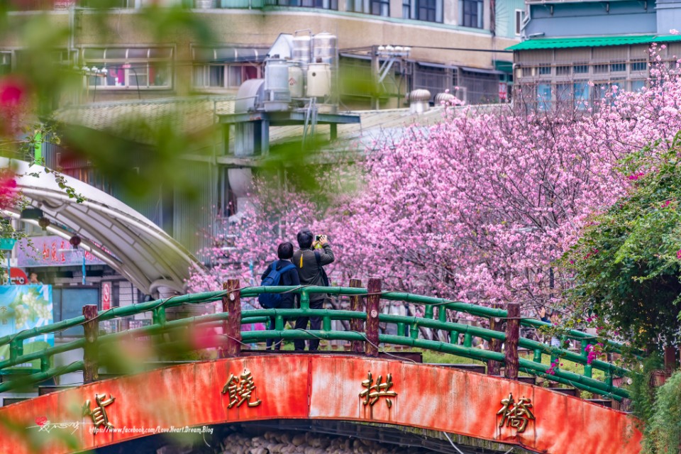 新北土城 賞櫻 土城貨饒里 希望之河 左岸 坐捷運也能賞櫻花 欣傳媒