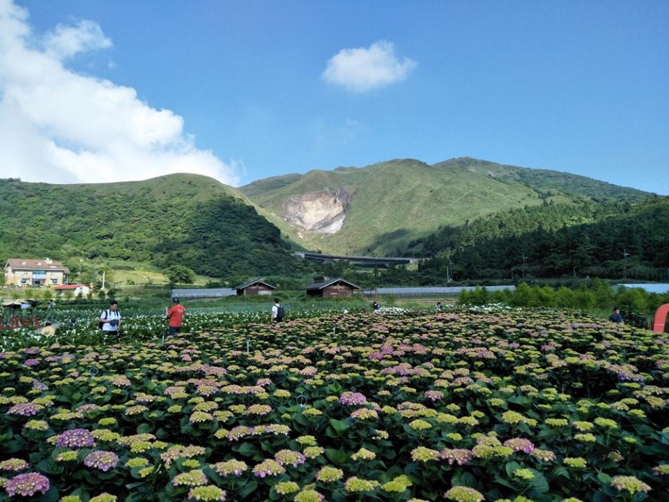 陽明山竹子湖繡球花季