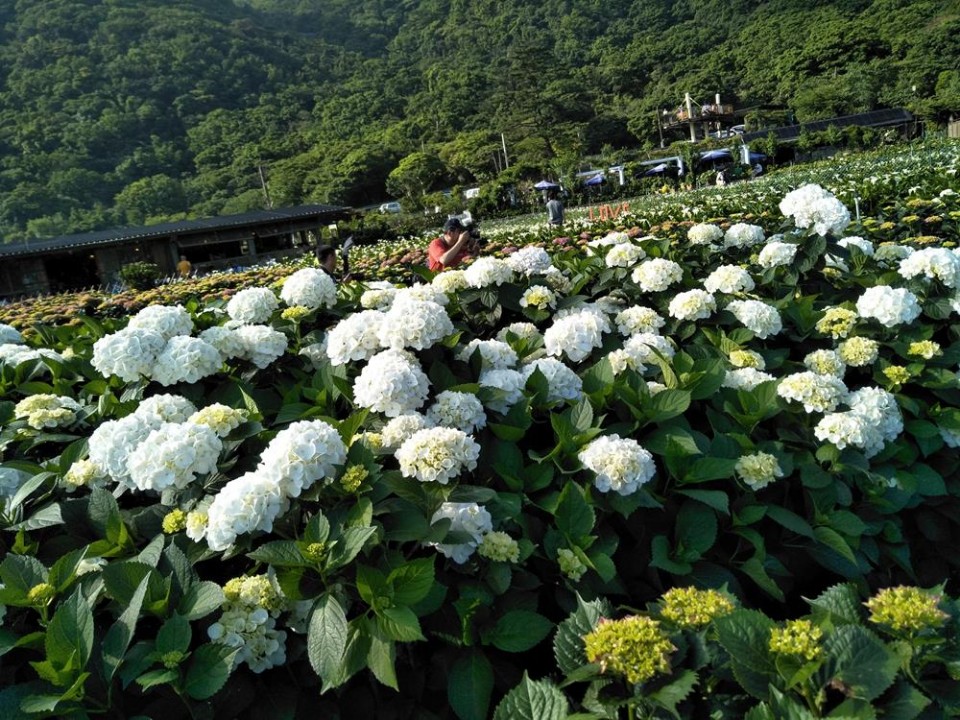 陽明山竹子湖繡球花季