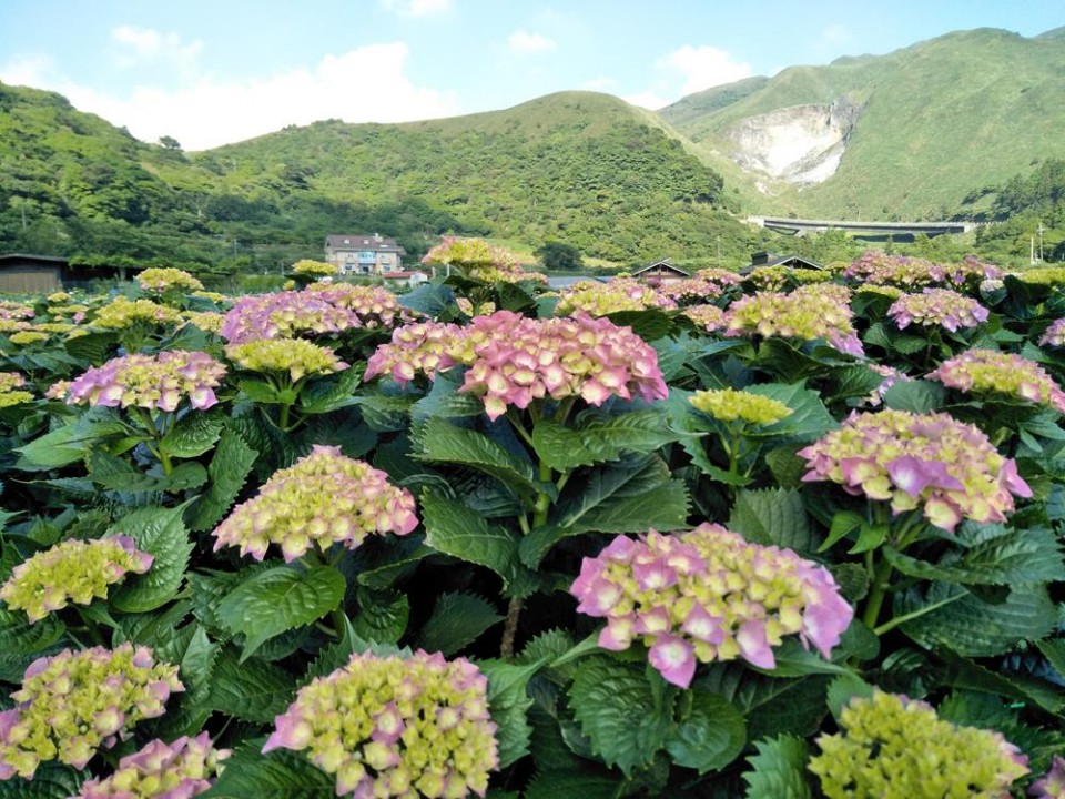 陽明山竹子湖繡球花季