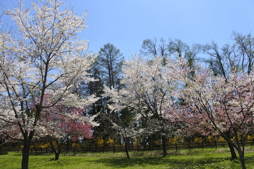 【旅遊】2019春遊日本東北 - 岩手「遠野故鄉村」，探堺雅