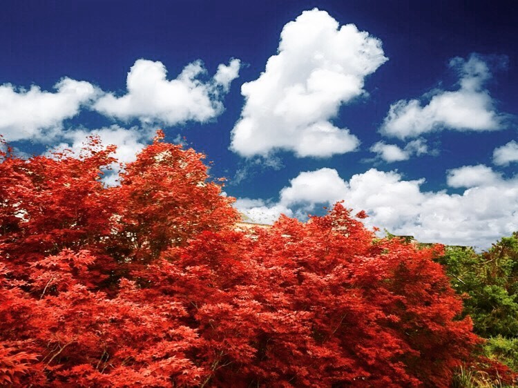 等不及秋天了 漫步太平山夏日奇景 紅葉隧道 還有機會遠眺太平洋 欣傳媒