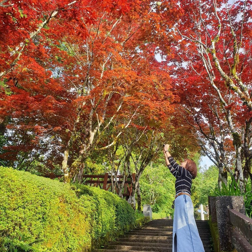 等不及秋天了 漫步太平山夏日奇景 紅葉隧道 還有機會遠眺太平洋 欣傳媒