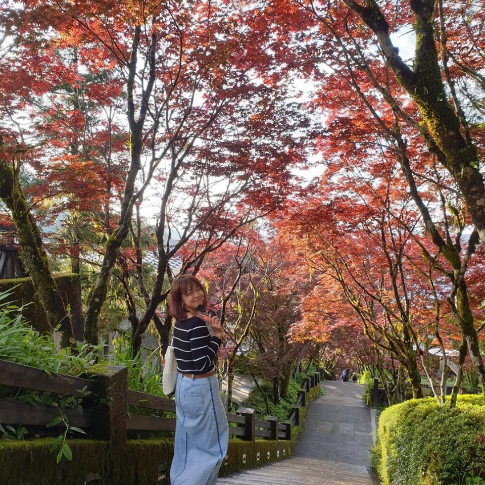 等不及秋天了 漫步太平山夏日奇景 紅葉隧道 還有機會遠眺太平洋 旅行go了沒 欣傳媒旅遊頻道