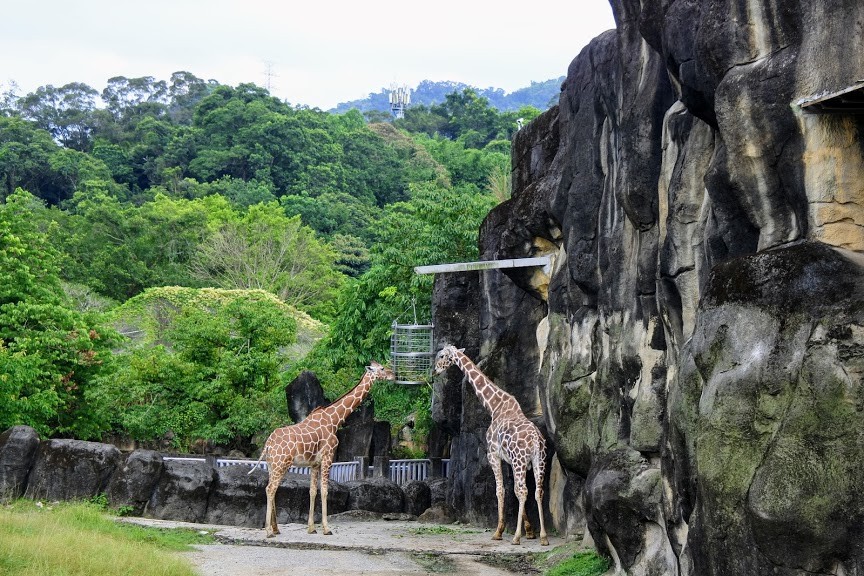 【旅遊】台北市立動物園-穿山甲館，來看真實的水豚君及馬來貘(