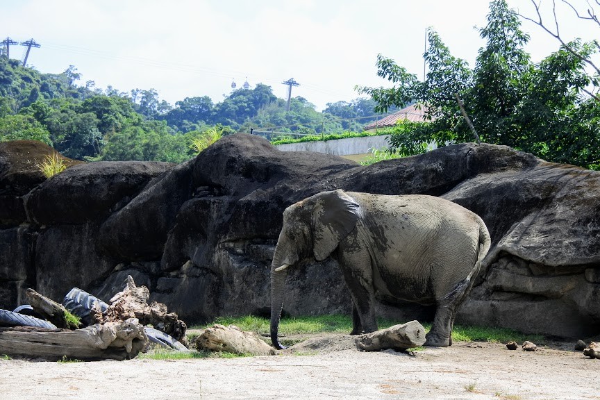 【旅遊】台北市立動物園-穿山甲館，來看真實的水豚君及馬來貘(