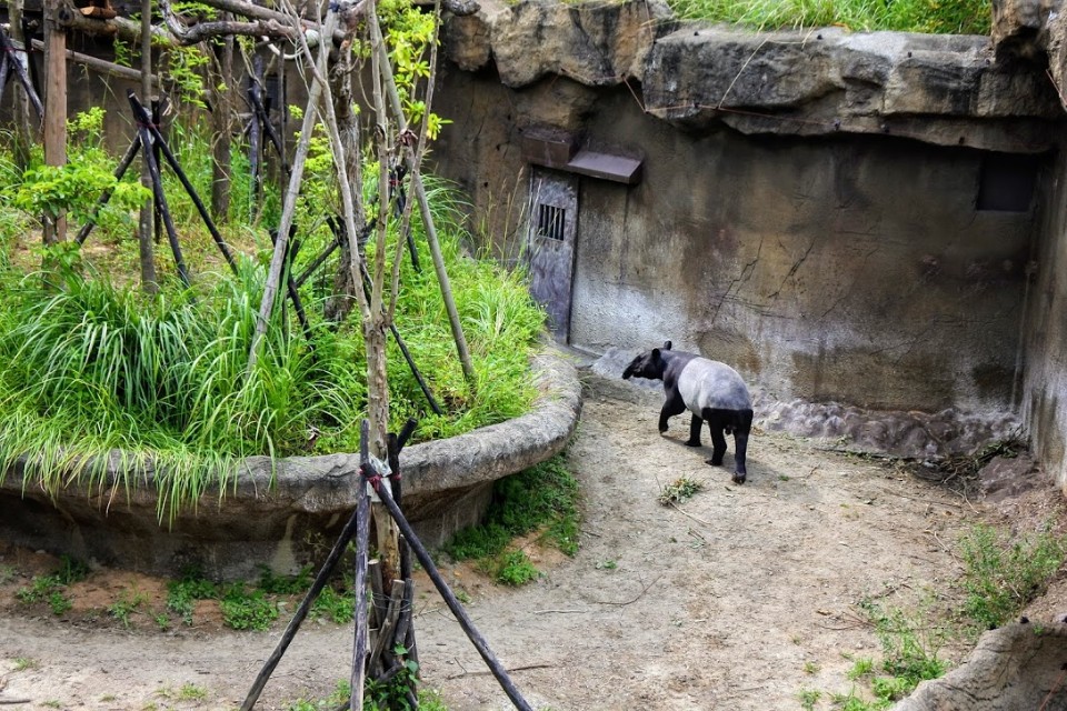 【旅遊】台北市立動物園-穿山甲館，來看真實的水豚君及馬來貘(