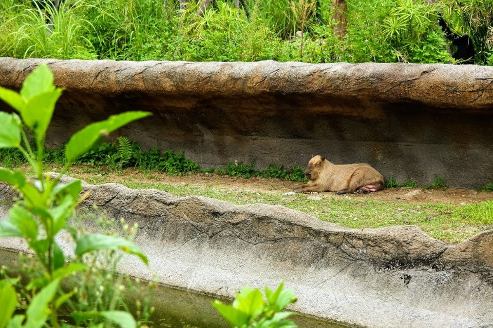 【旅遊】台北市立動物園-穿山甲館，來看真實的水豚君及馬來貘(