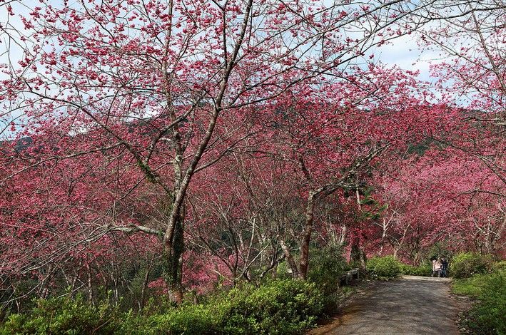 東部櫻花默默開落櫻花道看見另一種美 欣傳媒