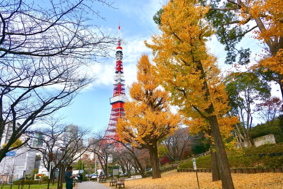 看過金黃色的東京了嗎 6個東京銀杏景點分享 欣傳媒