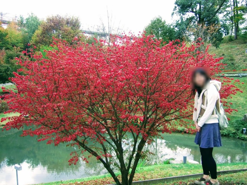 【旅遊】秋遊日本山陰 - 鳥取「鳥取花迴廊」玻璃溫室賞百花，