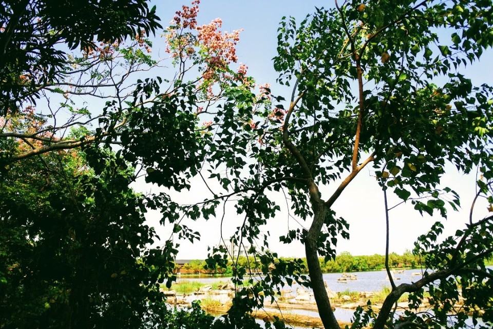 【旅遊】宜蘭「羅東林業文化園區」環湖步道散步，遇見如畫漂流木