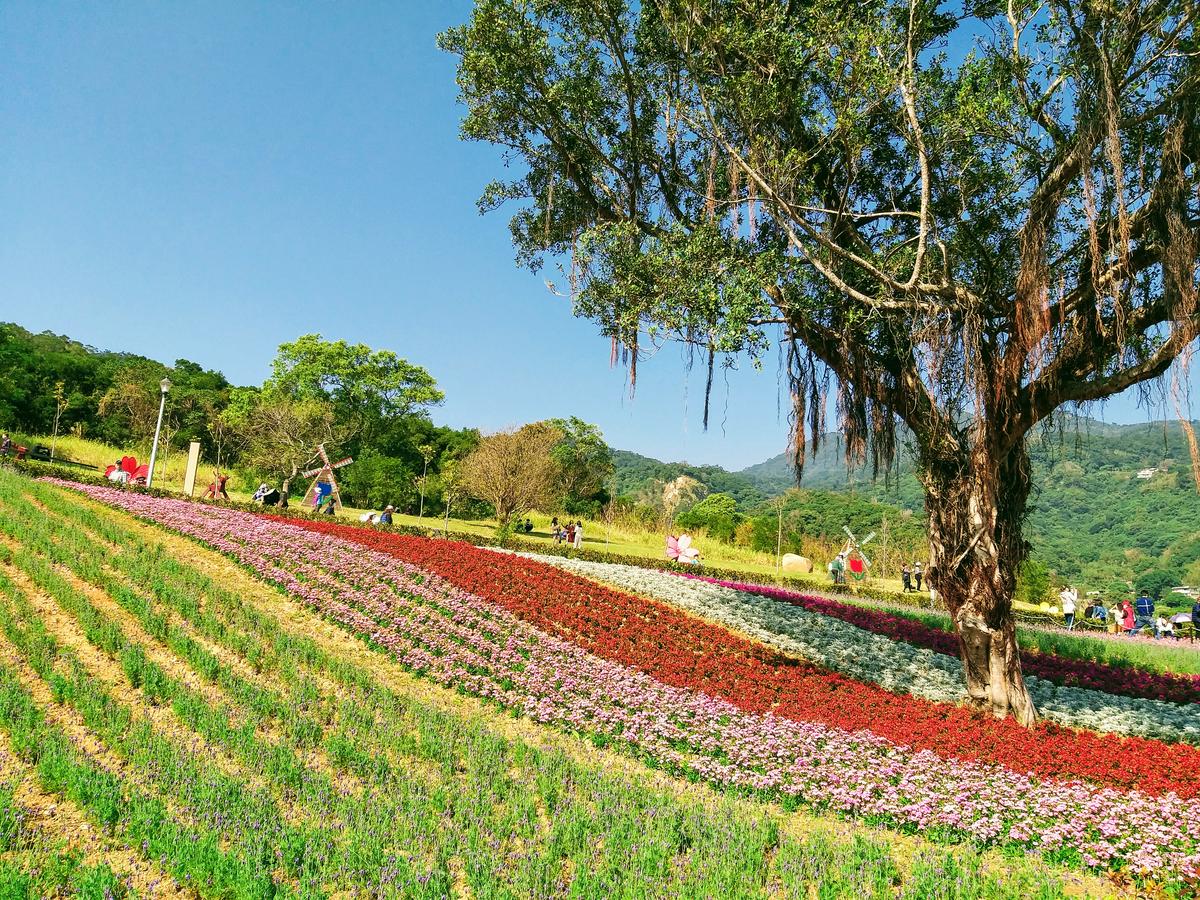 【旅遊】2021北投社三層崎公園-台版富良野賞漸層花海， 媲