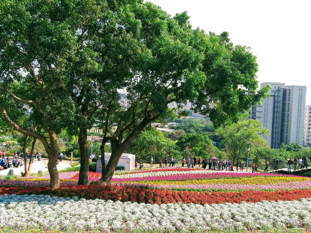 【旅遊】2021北投社三層崎公園-台版富良野賞漸層花海， 媲