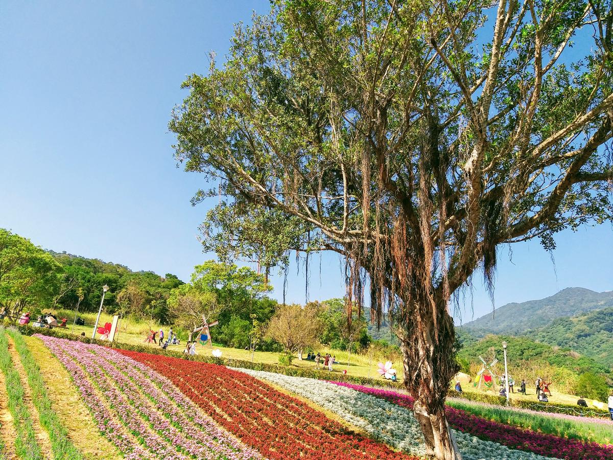 【旅遊】2021北投社三層崎公園-台版富良野賞漸層花海， 媲