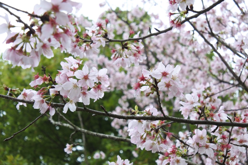 陽明山花季 櫻你而在 吉野櫻將綻放快來感受櫻吹雪的魅力 欣攝影 欣傳媒攝影頻道