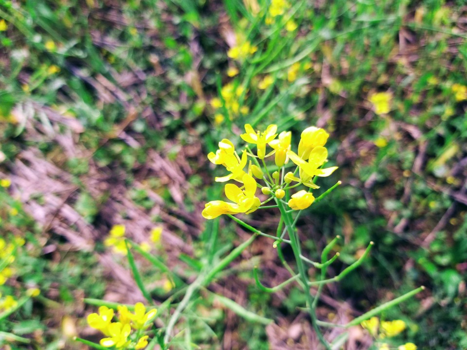 【旅遊】台北市木柵區賞「2021油菜花海」，「道南右岸河濱公