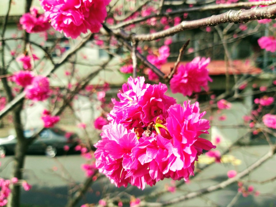 【旅遊】台北市木柵區賞「2021油菜花海」，「道南右岸河濱公