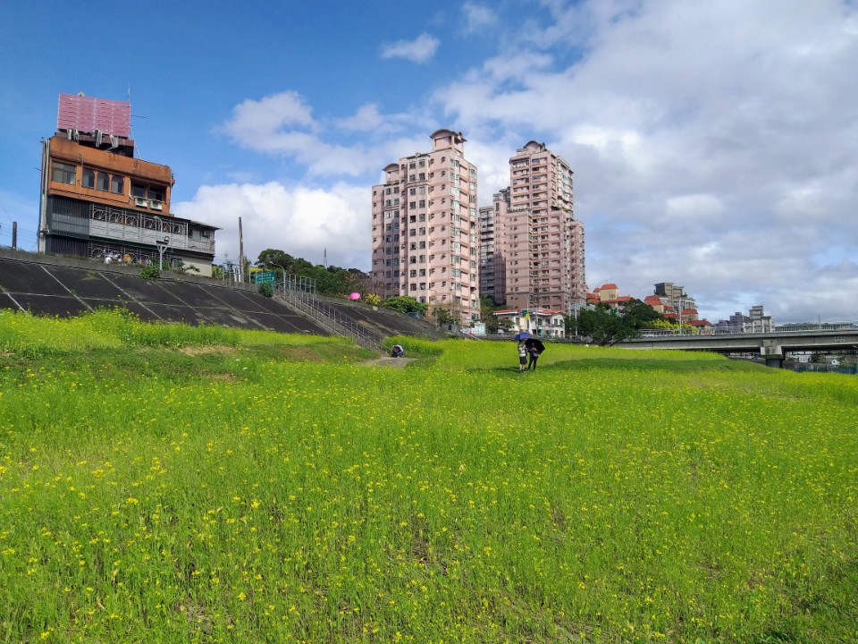 【旅遊】台北市木柵區賞「2021油菜花海」，「道南右岸河濱公