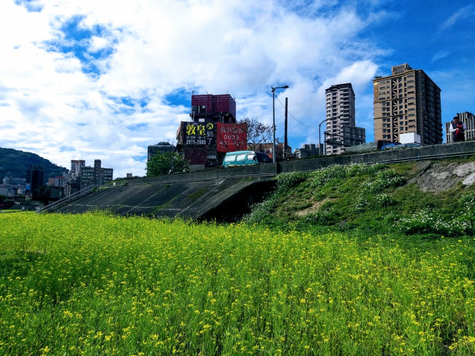 【旅遊】台北市木柵區賞「2021油菜花海」，「道南右岸河濱公