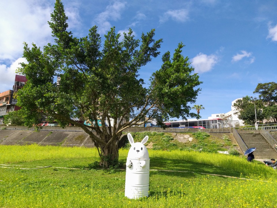 【旅遊】台北市木柵區賞「2021油菜花海」，「道南右岸河濱公