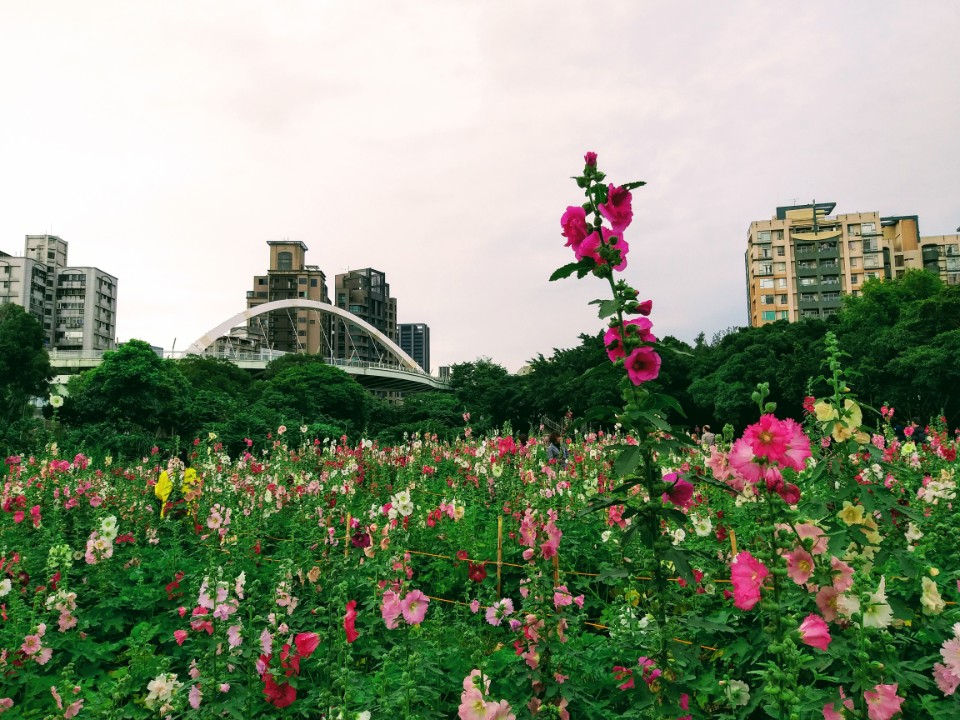 【旅遊】台北市「古亭河濱公園蜀葵之森」2021蜀葵花海，拍出