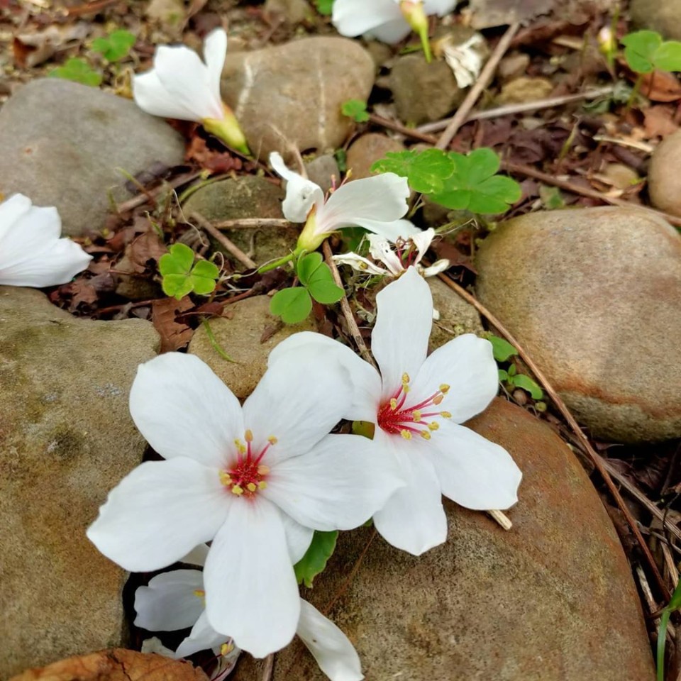 每到了桐花季,白色桐花飘落洒满步道的画面,梦幻又浪漫