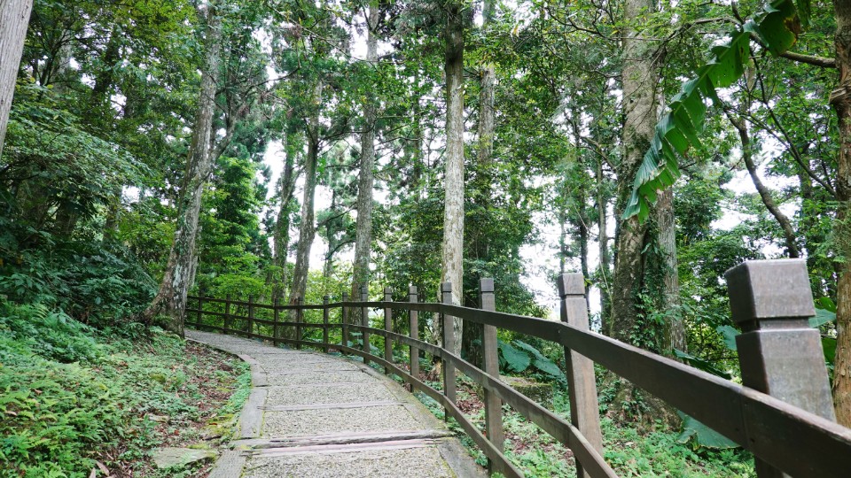 享受杉林間的漫妙 東眼山國家森林遊樂區輕鬆遊 欣傳媒