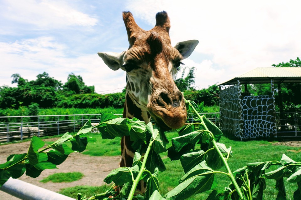 【旅遊】台南學甲「頑皮世界野生動物園」南台灣最大，餵食超萌水