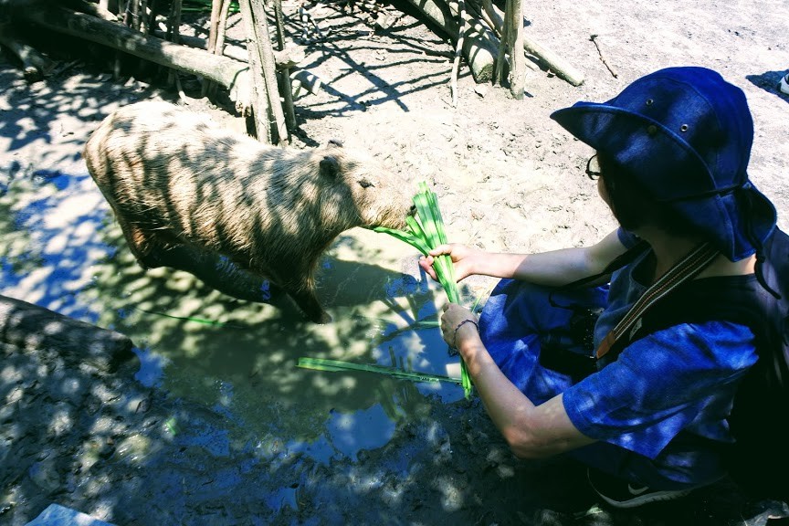 【旅遊】台南學甲「頑皮世界野生動物園」南台灣最大，餵食超萌水