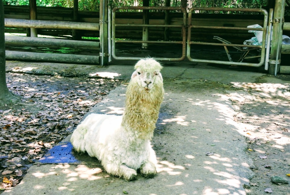 【旅遊】台南學甲「頑皮世界野生動物園」南台灣最大，餵食超萌水