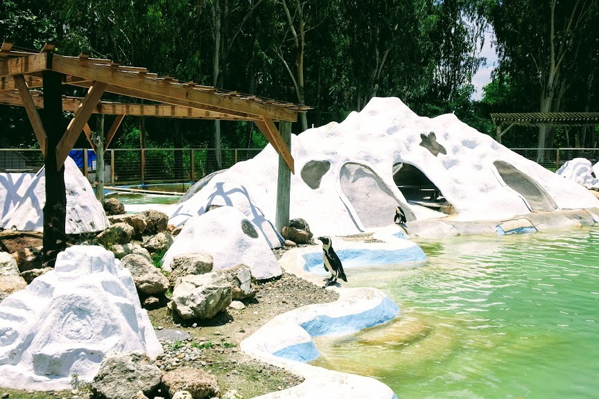 【旅遊】台南學甲「頑皮世界野生動物園」南台灣最大，餵食超萌水