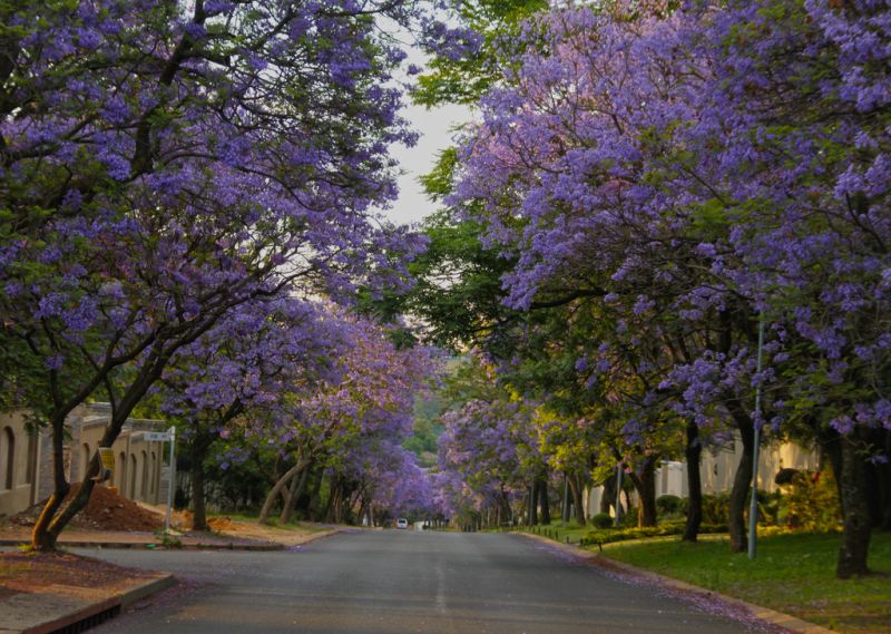 絢麗春天歡迎來到南國的紫色之都佩托利亞 欣傳媒