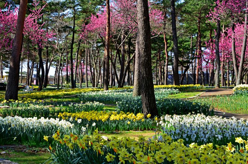 隨四季變幻的繽紛風物詩茨城縣常陸海濱公園 欣傳媒