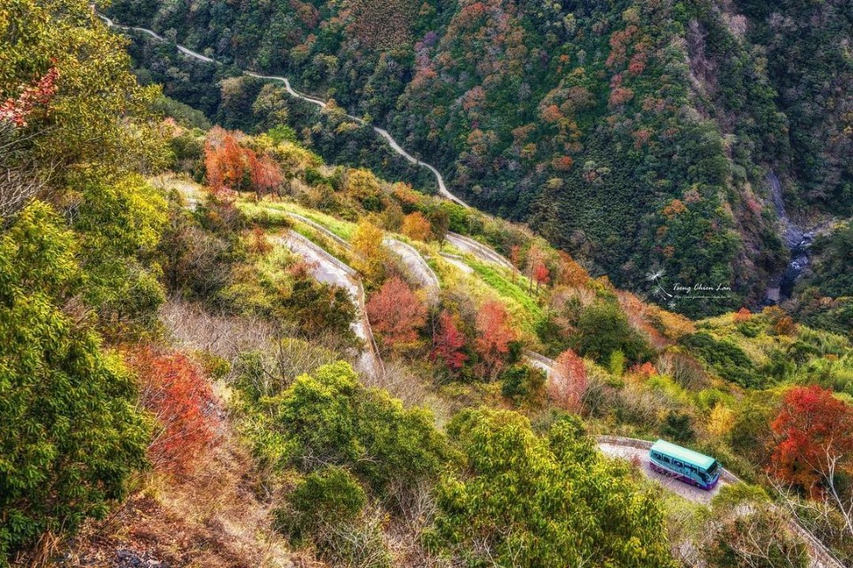 2021台灣賞楓秘境 司馬庫斯 奧萬大 福壽山 12大景點最佳賞楓時間 行程全攻略 欣傳媒