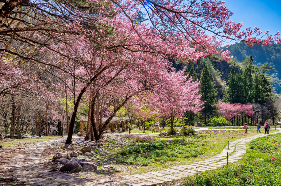 22賞櫻總整理 武陵櫻花季 阿里山 司馬庫斯 10大秘境賞櫻預測 時間 訂房資訊 欣傳媒