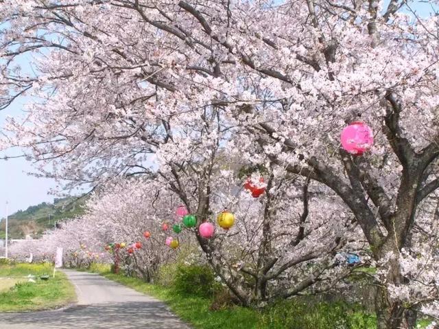 德島勝浦生名櫻花祭