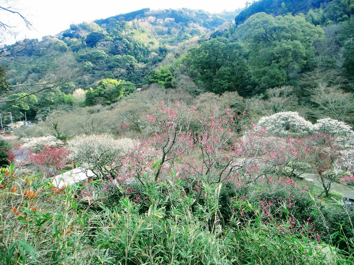 美食】日本靜岡縣旅遊伴手禮推薦「浜納豆、静岡茶與浜名湖海苔佃煮」開 